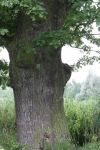 DĄB SZYPUŁKOWY Quercus robur L.- 9szt. - KOSTKOWICE