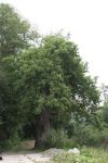 DĄB SZYPUŁKOWY Quercus robur L. - KOSTKOWICE ul. Rzeczna